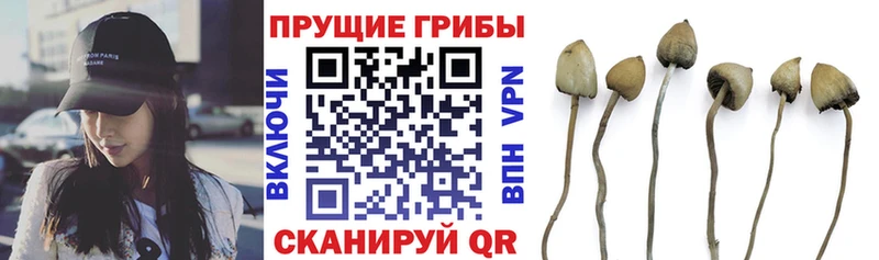Псилоцибиновые грибы ЛСД  Сосновка 